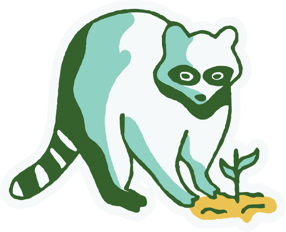 Raccoon Illustration