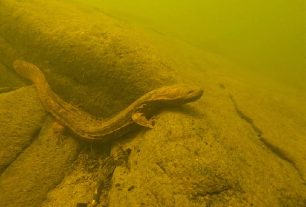 Hellbender underwater