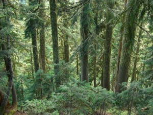 Hemlocks
