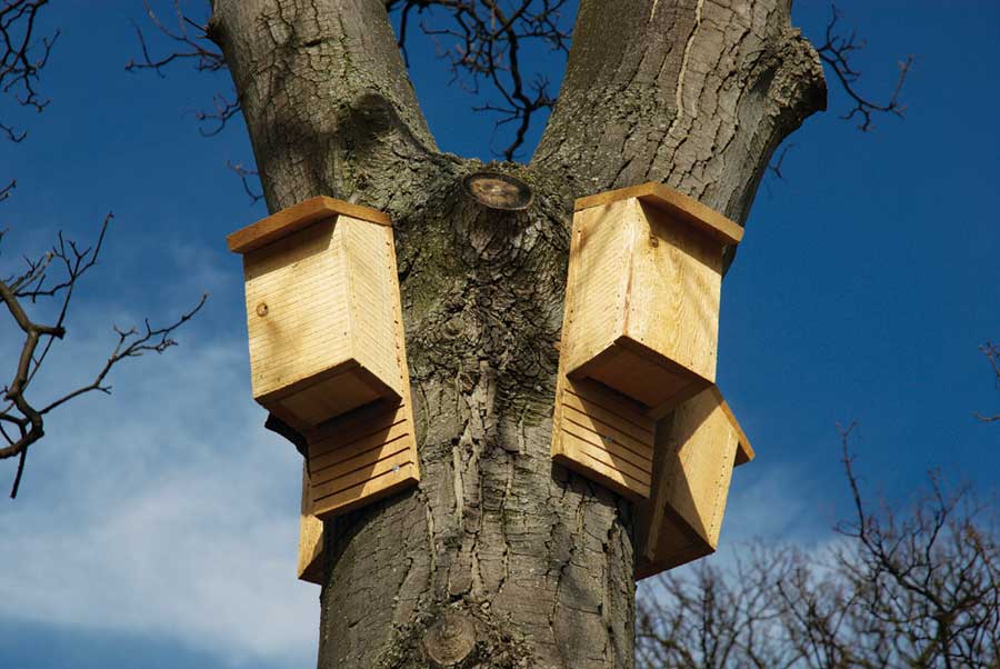 Jan. 31: Join our Forest Keepers to build bat houses ...