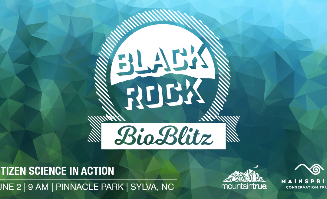 MountainTrue and Mainspring to Host Blackrock BioBlitz at Pinnacle Park in Sylva