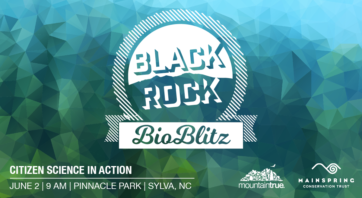 MountainTrue and Mainspring to Host Blackrock BioBlitz at Pinnacle Park in Sylva