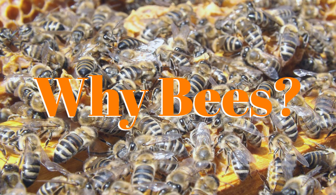 Hendersonville Green Drinks: Why Bees?