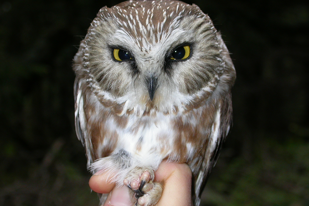 These Owls May Not Survive Climate Change If We Don’t Do Something