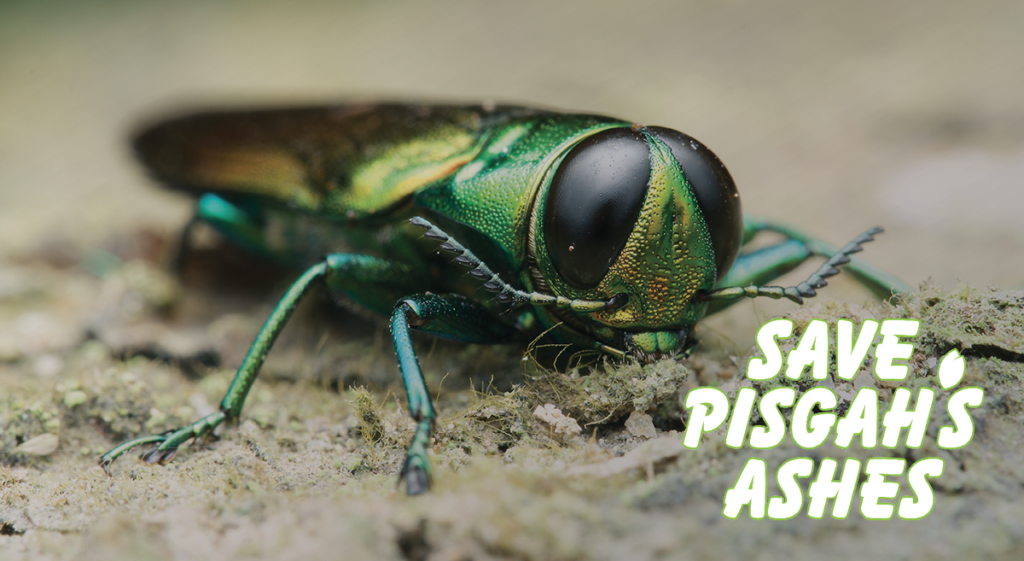 The Emerald Ash Borer - A Novel Threat – MountainTrue