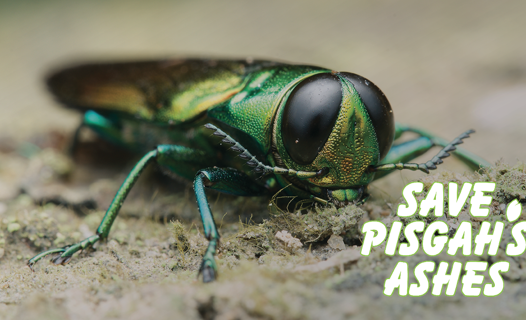 The Emerald Ash Borer – A Novel Threat