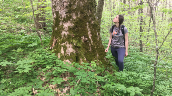 Protect Old-Growth Forest and Vibrant Ecosystems in the Buck Project