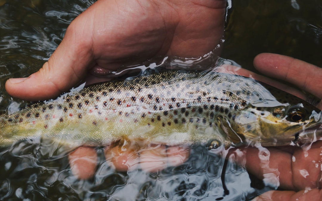 Healthy Forests = Good Fishing