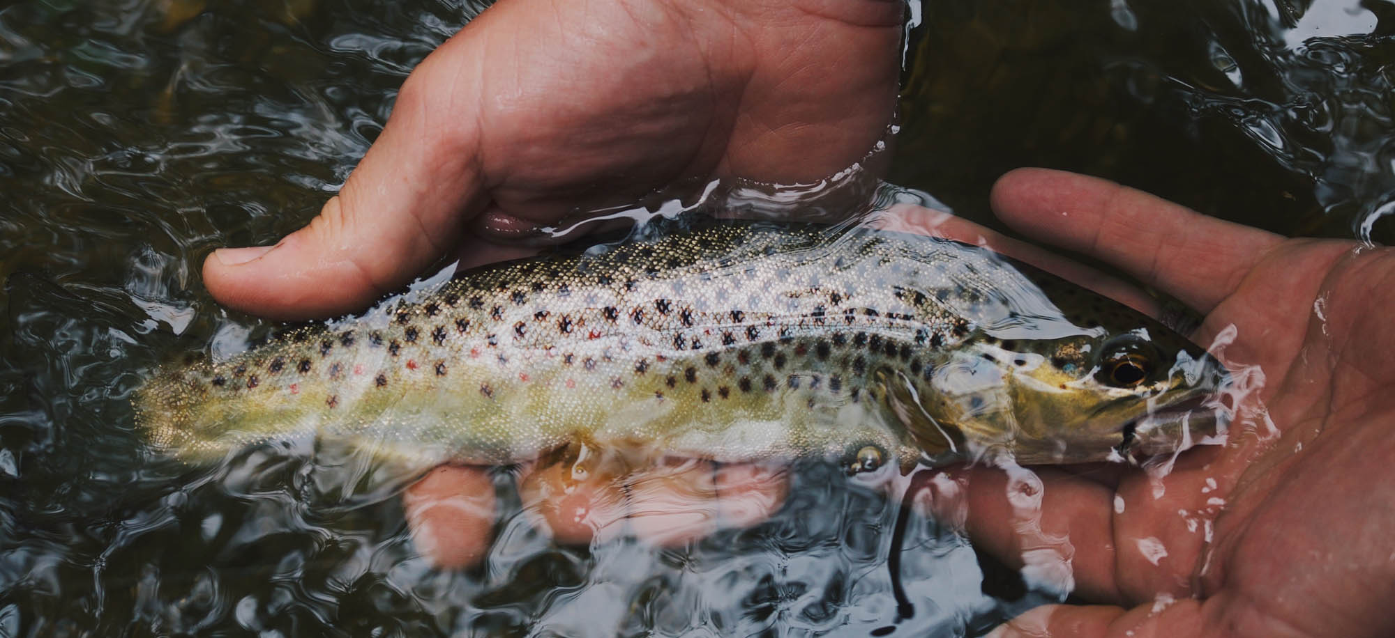 Healthy Forests = Good Fishing