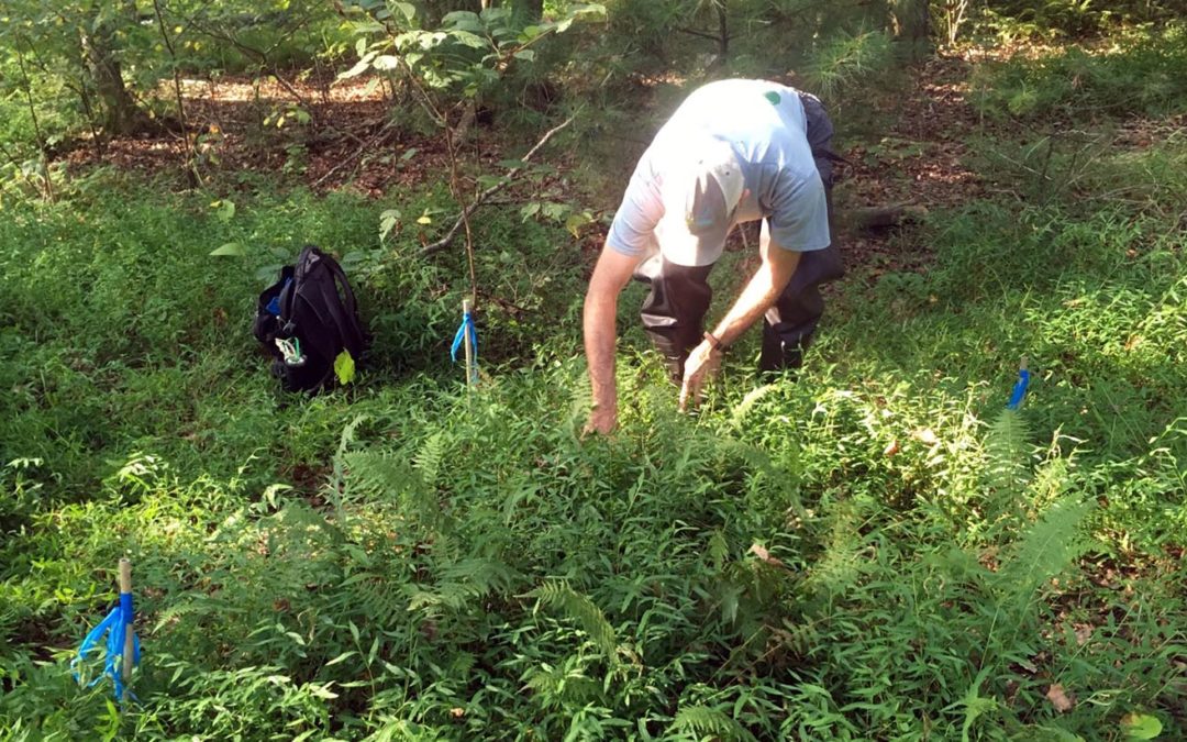 Public Lands Team Experiments on Invasive Species