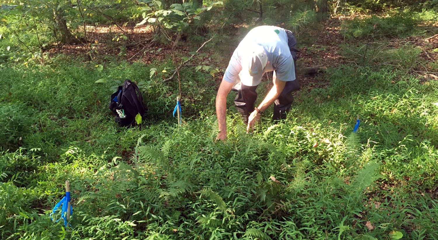 Public Lands Team Experiments on Invasive Species