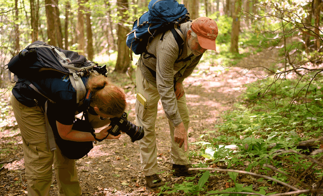 Join Us For A Madison County-wide Bioblitz, June 6-20