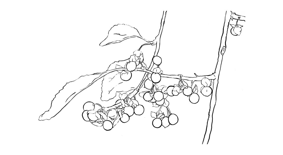 Check Out Our New Oriental Bittersweet Invasive Plant Coloring Sheet