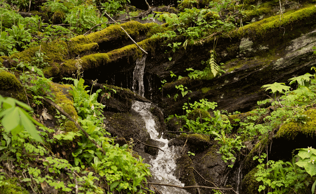 Protect the Waters of Nantahala-Pisgah National Forest