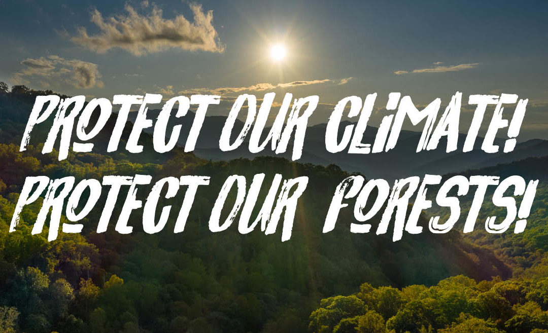 Protect the Nantahala-Pisgah National Forest — Our Region’s Natural Carbon Sink