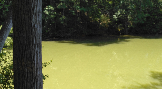 Broad Riverkeeper David Caldwell Identifies Harmful Algal Bloom in Moss Lake