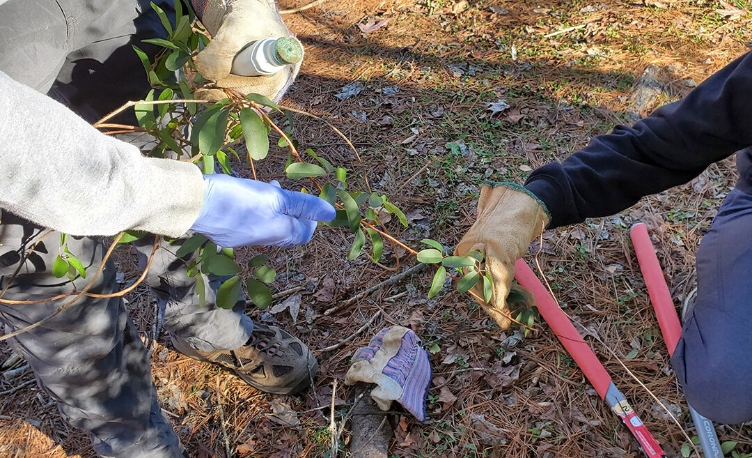 Removing Non-Native Invasive Plants In Hot Springs With Tamia Dame and Bob Gale