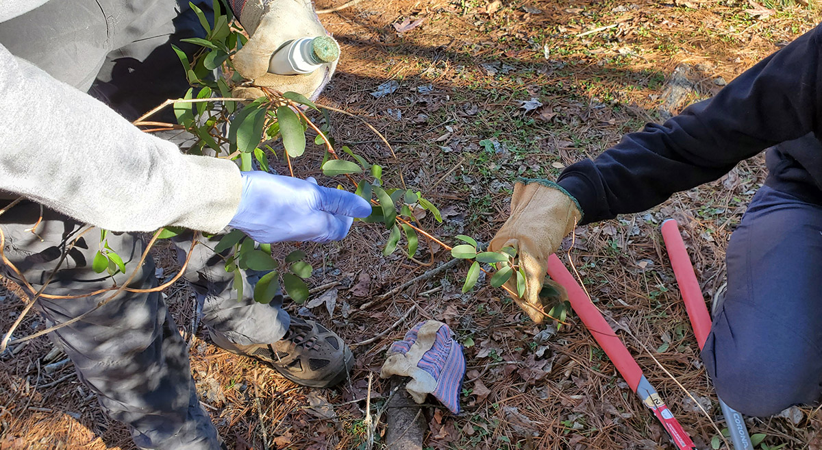 Removing Non-Native Invasive Plants In Hot Springs With Tamia Dame and Bob Gale