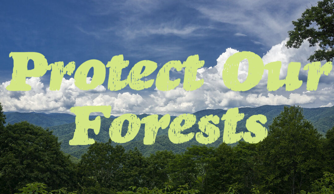 Protect Old-Growth, Wildlife & Our Natural Heritage in Nantahala National Forest
