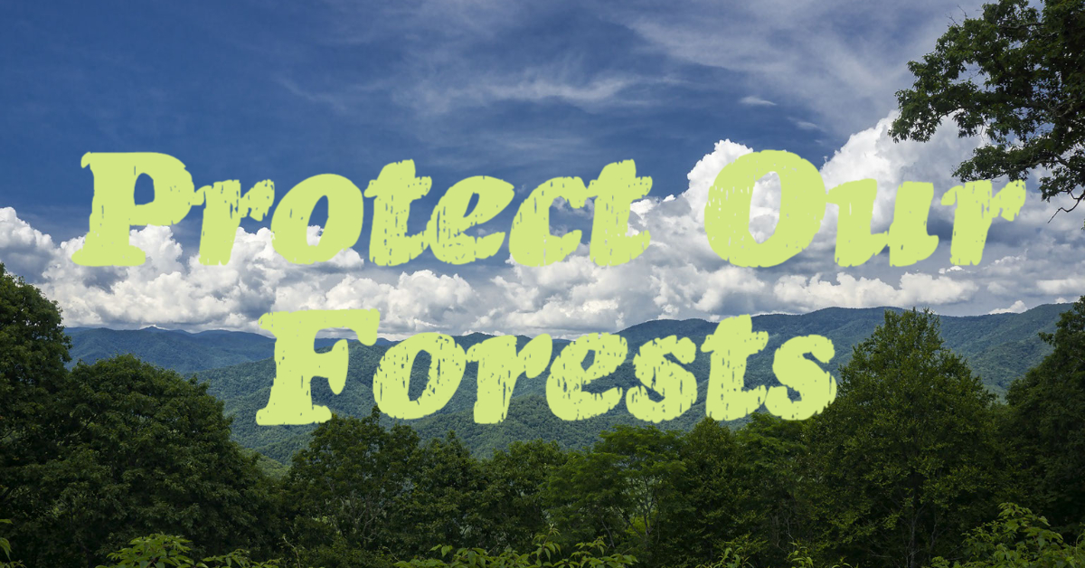 Protect Old-Growth, Wildlife & Our Natural Heritage in Nantahala National Forest