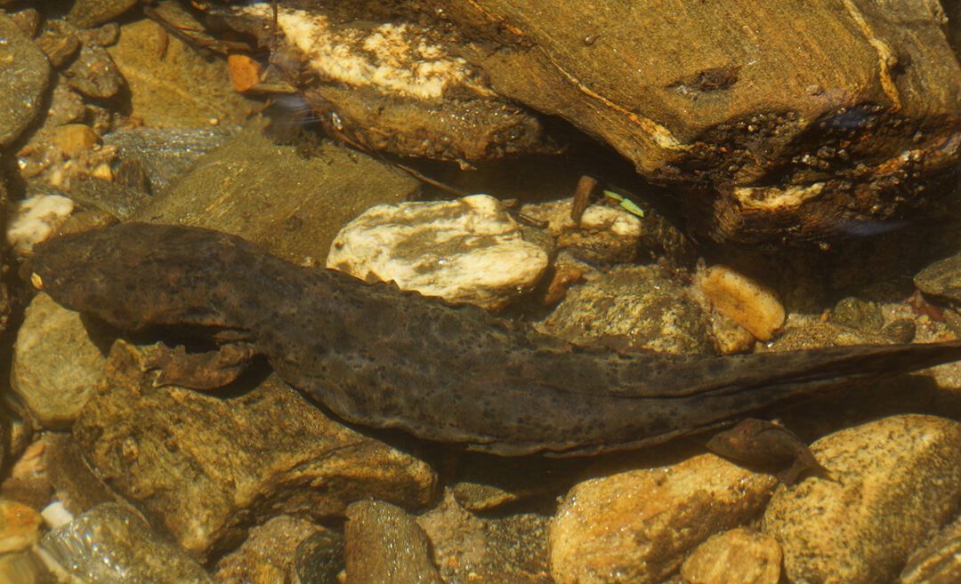 Jackson County Wins the 2021 Bioblitz