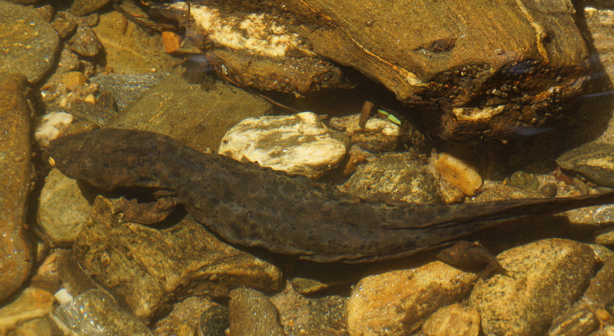 Jackson County Wins the 2021 Bioblitz