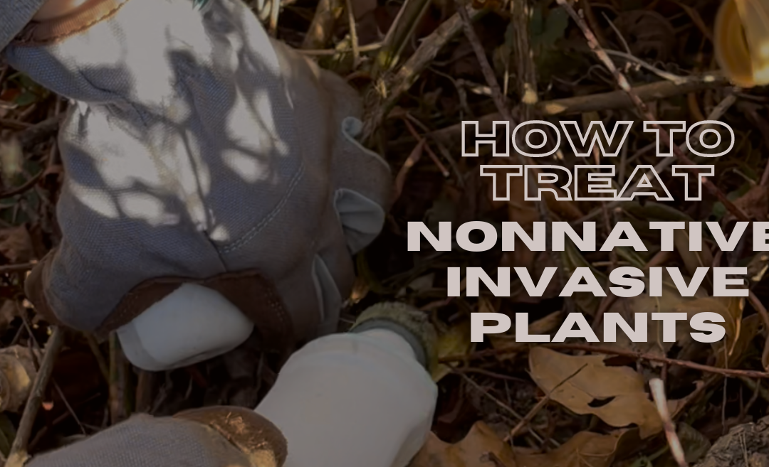 ‘Tis the Season to Treat Backyard Nonnative Invasive Plants