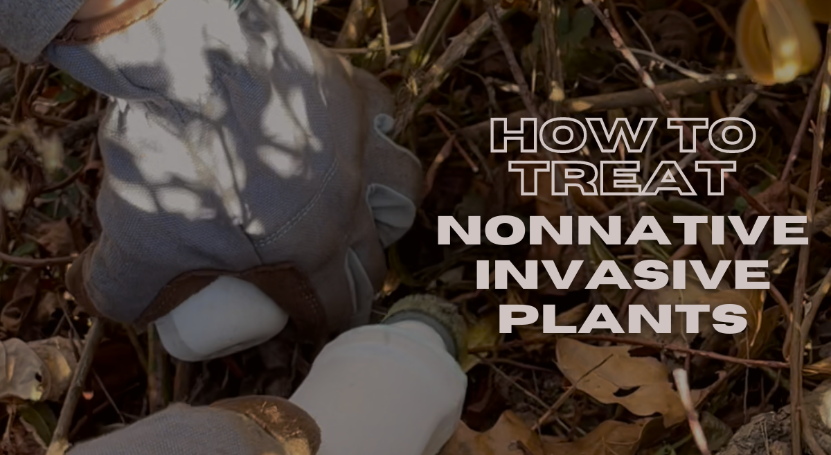 ‘Tis the Season to Treat Backyard Nonnative Invasive Plants