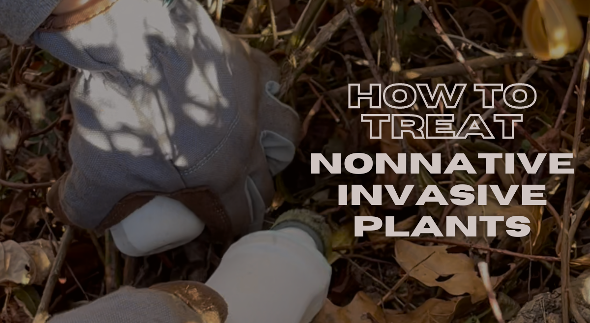 Tis the Season to Treat Backyard Nonnative Invasive Plants