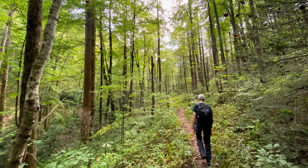 Grassroots and Tree Roots: WNCA’s Beginnings