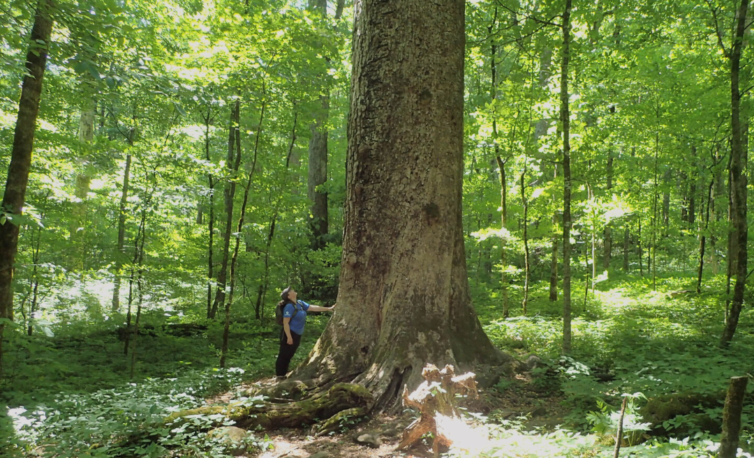 Does MountainTrue care about trees? You bet your Ash we do!