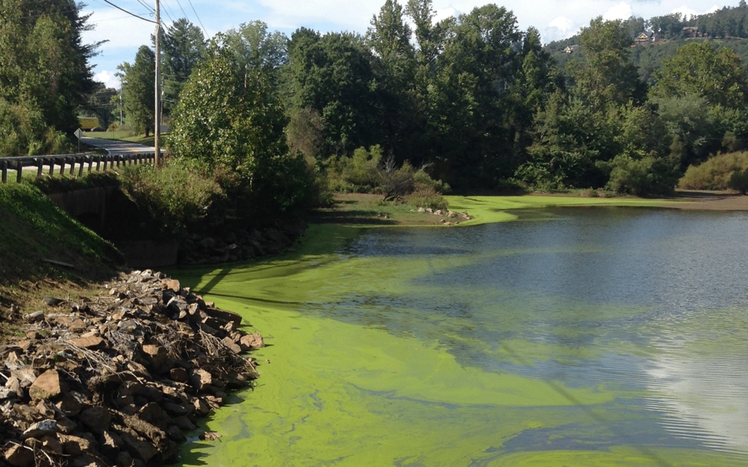 What are Algal Growths and How You Can Help Prevent Them