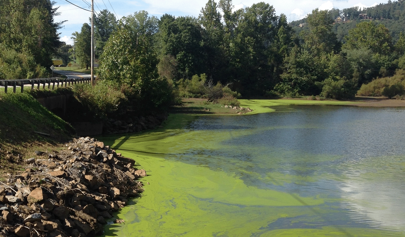 What are Algal Growths and How You Can Help Prevent Them