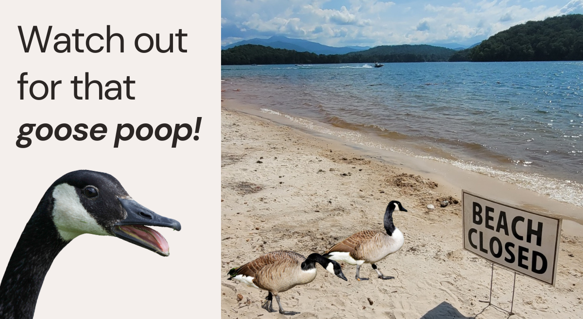 Is goose poop store toxic to dogs