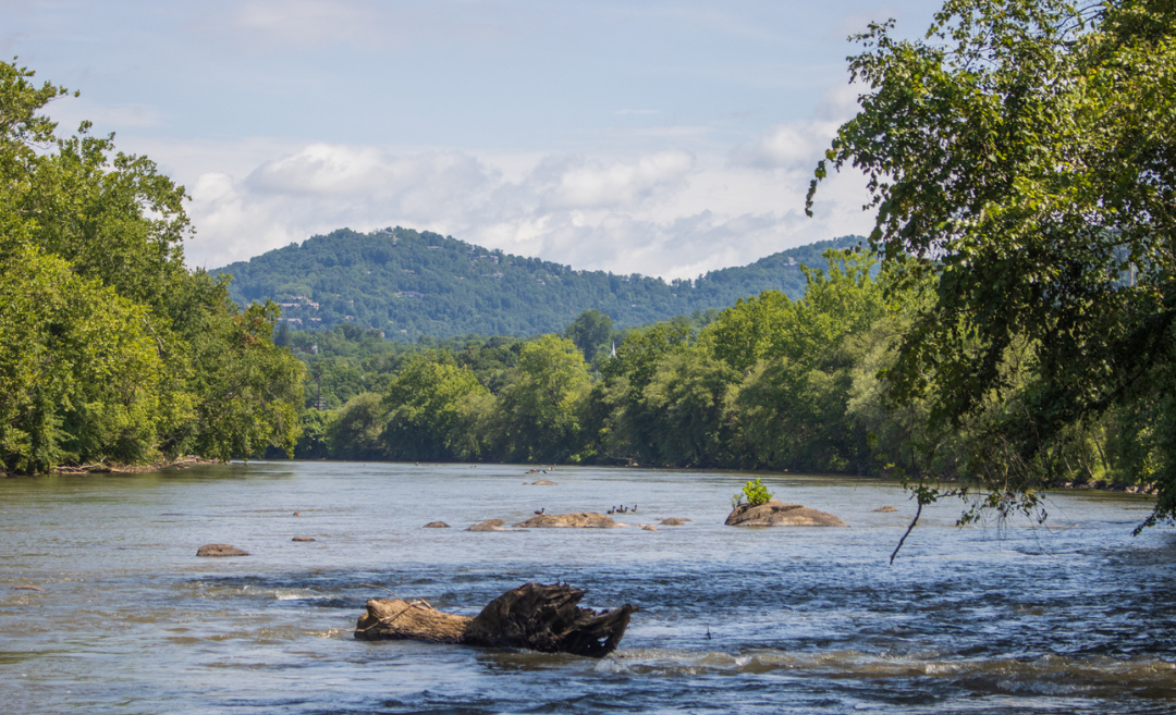 Real-Time E. coli estimates for the French Broad River at Pearson Bridge available on new website from MountainTrue and NC DEQ