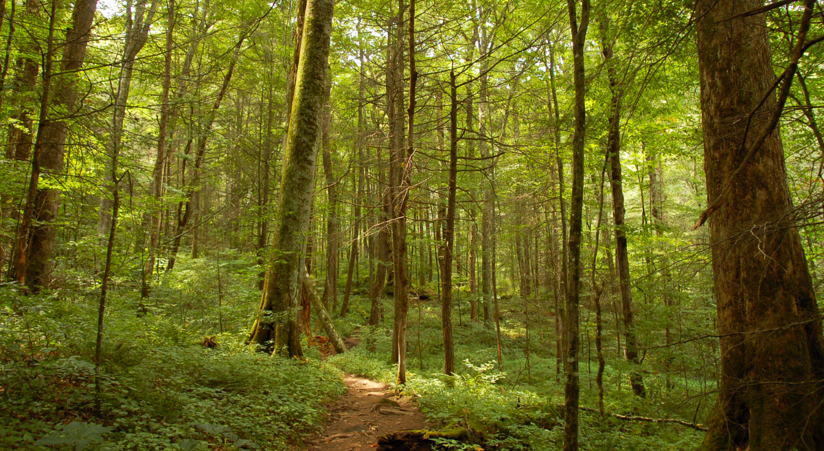 Seeking Older Forests: WNCA’s Search For Treasure Trees