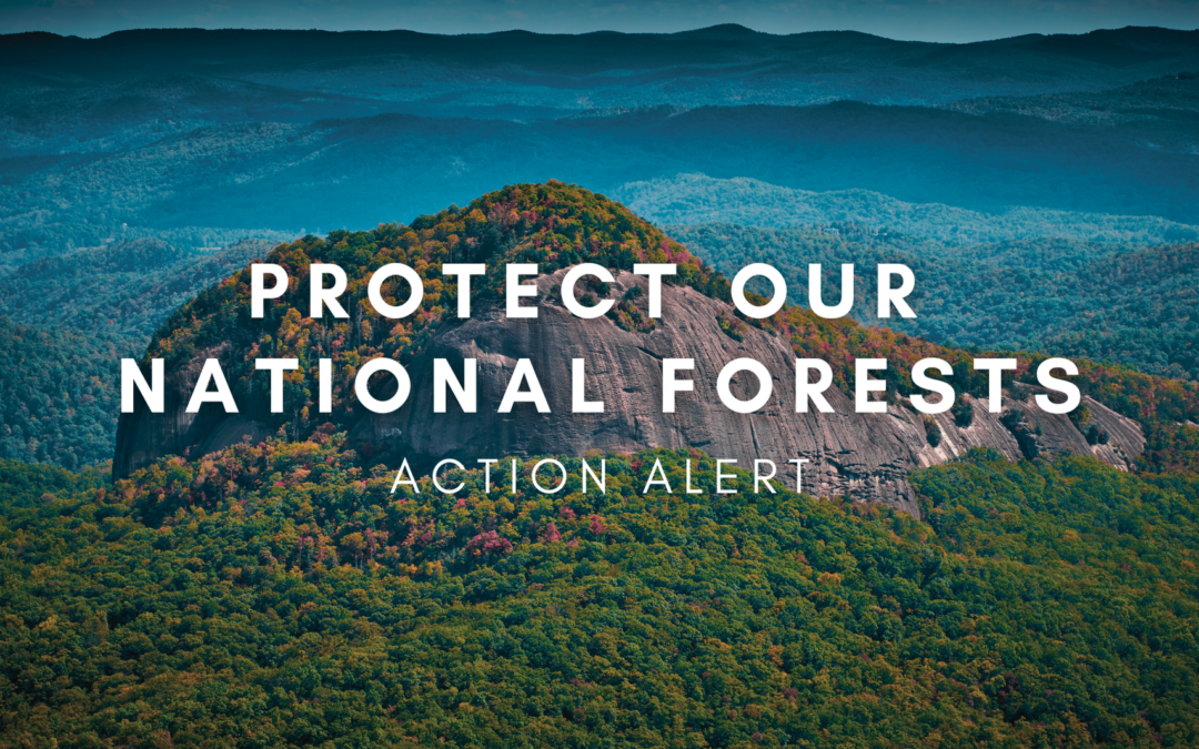 Take Action: Manage Pisgah and Nantahala National Forests in line with our Climate Reality