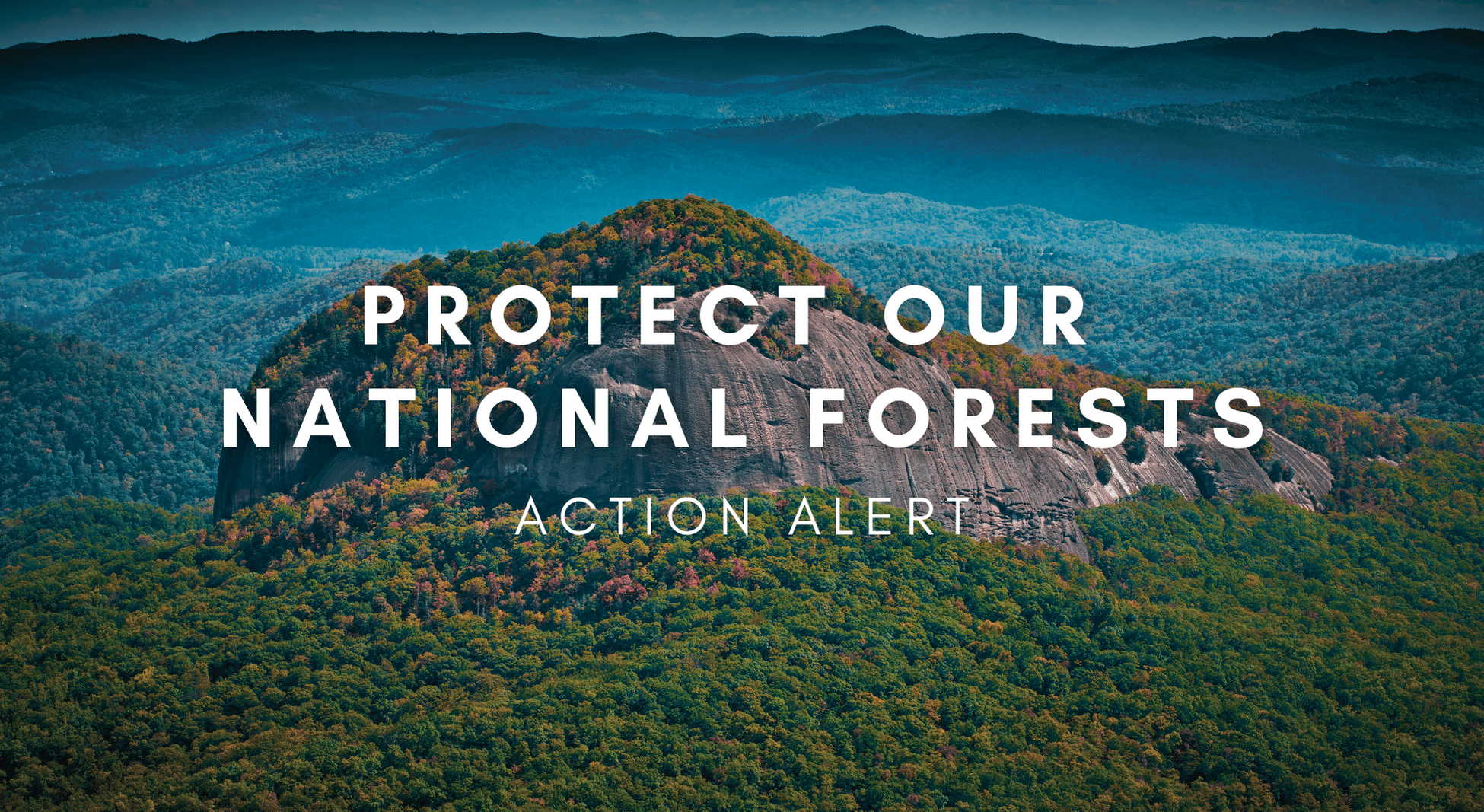 Take Action to Protect Old-Growth and Mature Forests in Nantahala-Pisgah National Forests