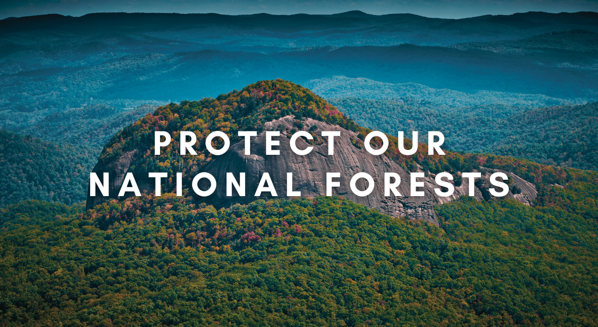 Breaking: MountainTrue joins climate lawsuit on Forest Service logging practices