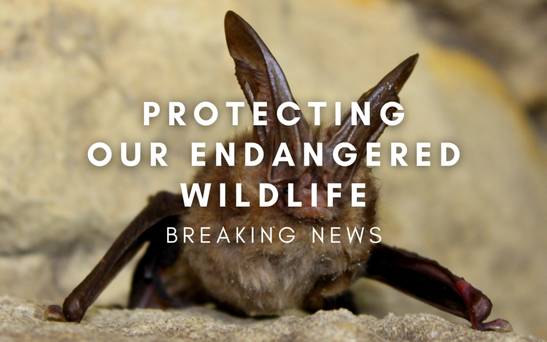 Letter to Our Members: We’re Going to Court to Protect Endangered Wildlife