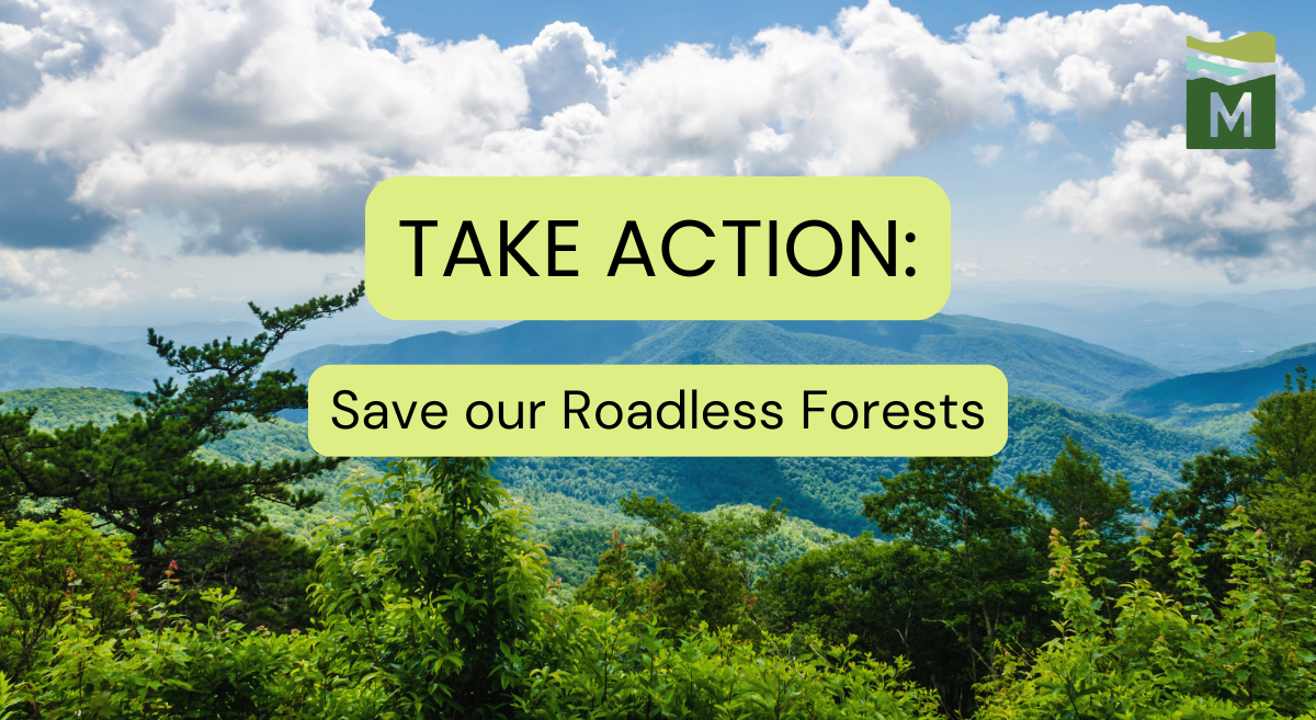 Roadless rule action featured image