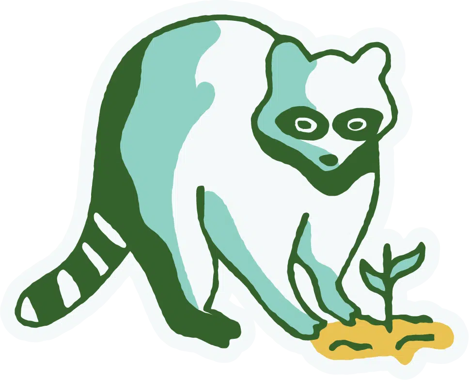 Raccoon Illustration