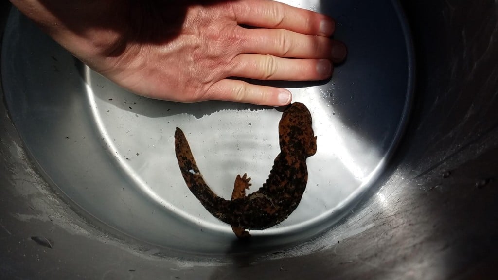 This is the furthest downstream that a Hellbender has been spotted in the Mills River. Photo credit: Haley Smith, Southern Appalachian Highlands Conservancy