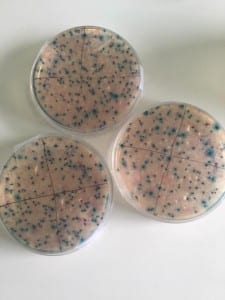 petri_dishes