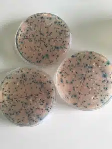petri_dishes