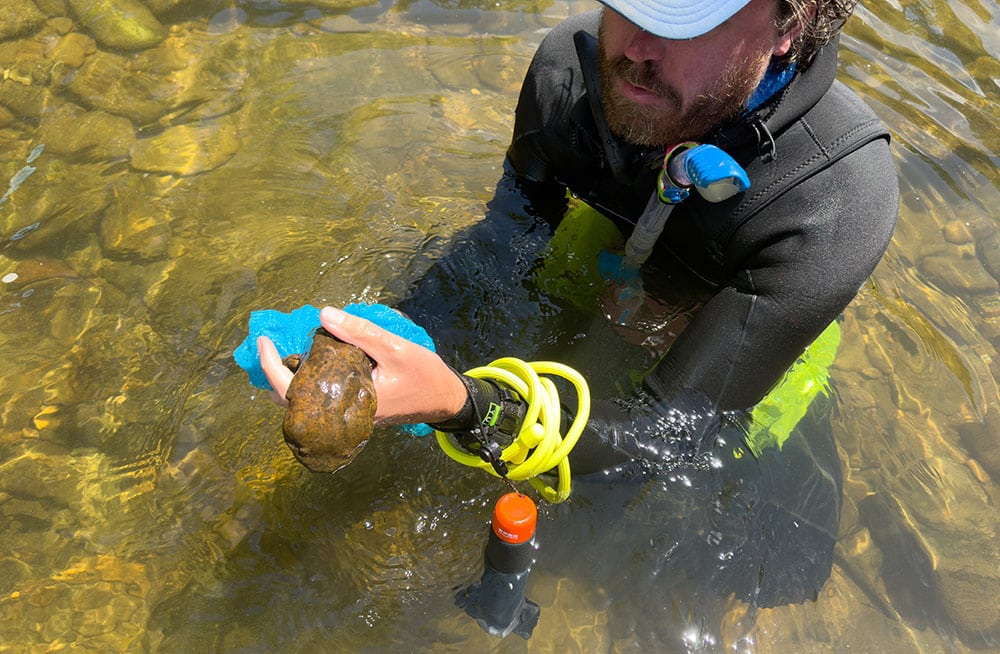 Watauga Riverkeeper and High Country Director, Andy Hill, holds a Hellbender as part of a Hellbender population Survey in the Watauga River.