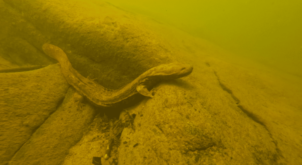 Hellbender ESA pic