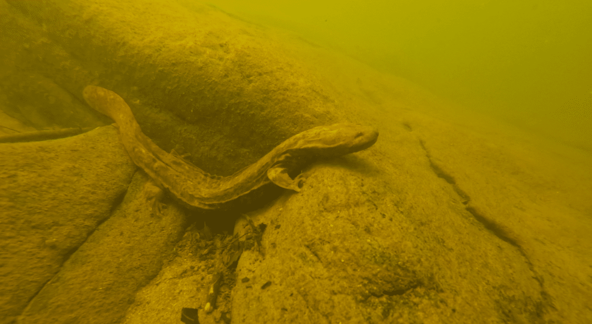 Hellbender ESA pic