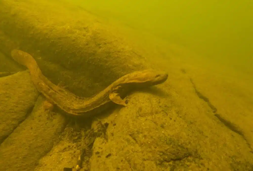 Hellbender underwater