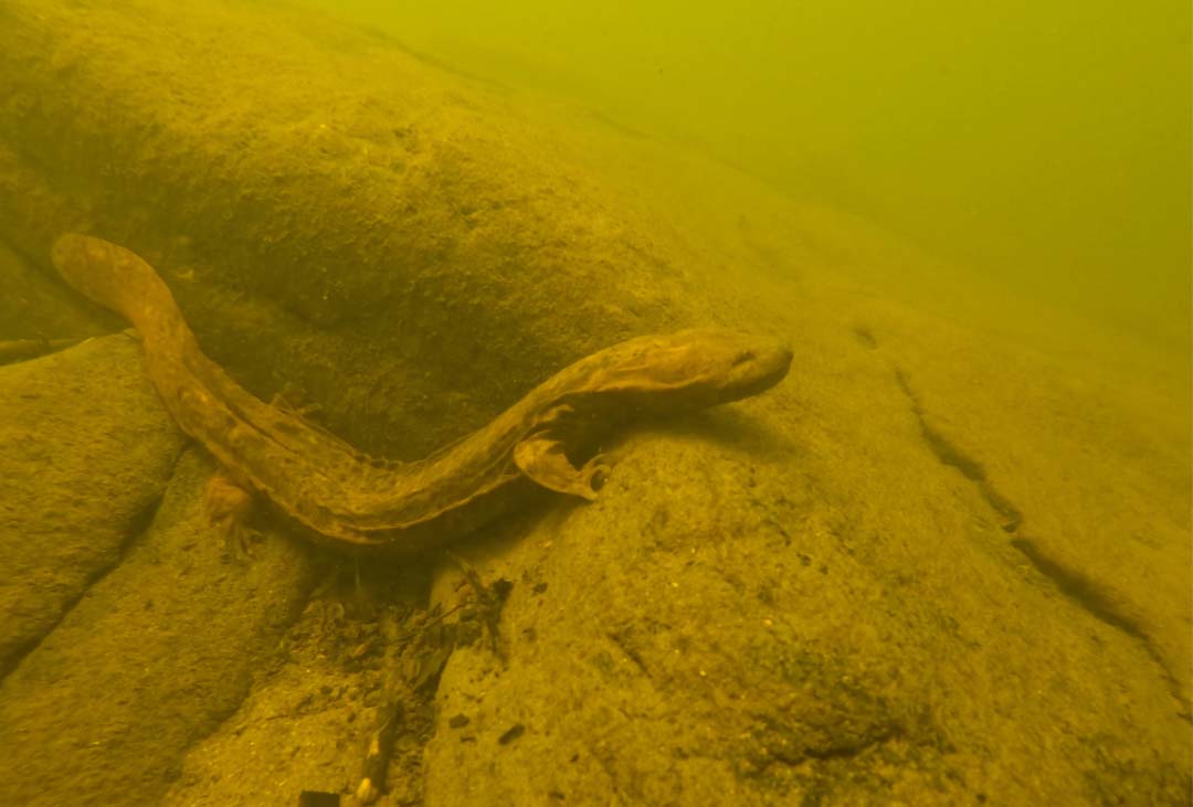 Hellbender underwater